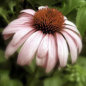 Cone Flower