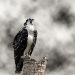 Young Baby Osprey