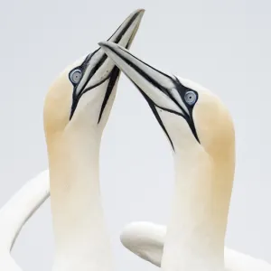 Northern Gannets Fencing