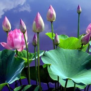 Budding Beauties