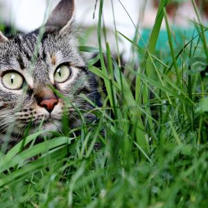 WiLd CaT