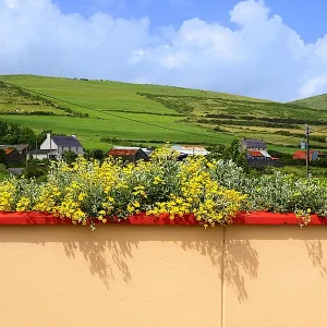 Flowers On The Wall