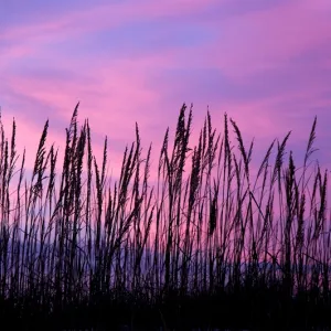 Sea Oats and Sunset Cloud