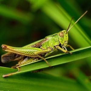 Green As The Grass