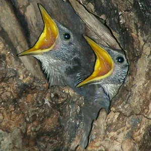 Baby European Starlings
