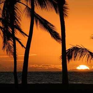 Paradise 