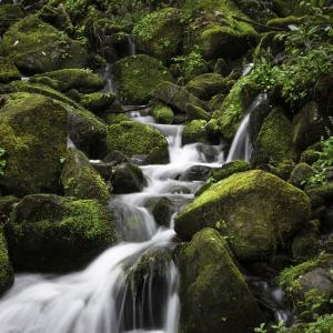 Verdant Beauty