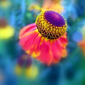 Crowning Glory