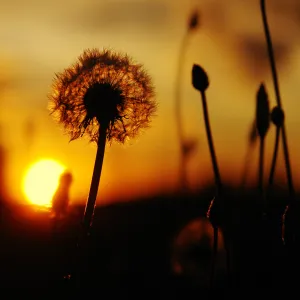 Dandelion Sunset
