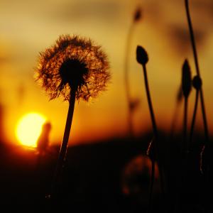 Dandelion Sunset