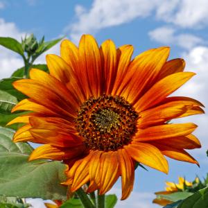 Summer Color