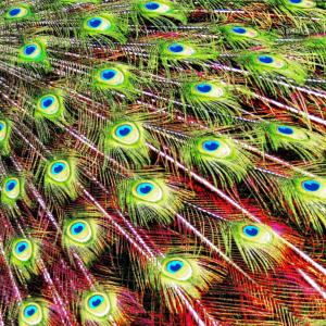 Feathers