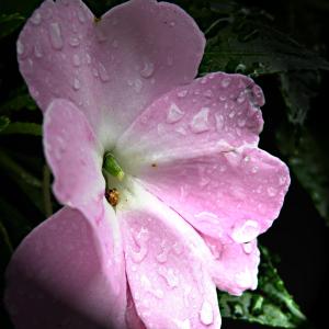 Morning Dew