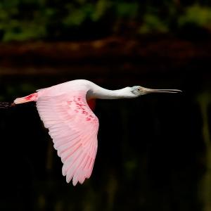Flight of The Spoonbill