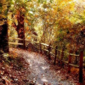 Autumn Fence