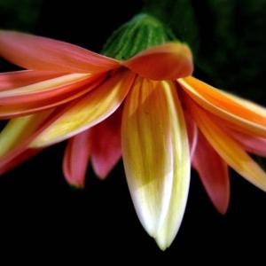 Flutter