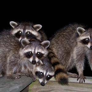 Night Raiders