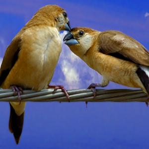 Love and Care