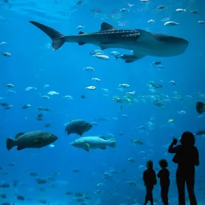 Under the Sea