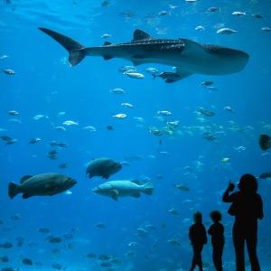 Under the Sea
