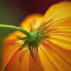 Cosmos At Sunset
