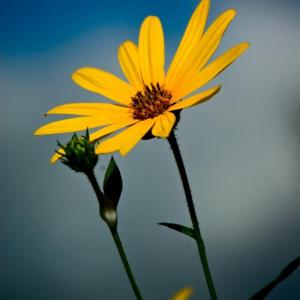 Reach for the Sky
