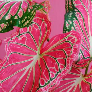 Colorful Leaves