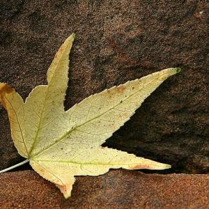 Autumn Arrives