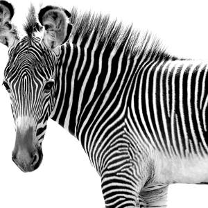 All Stripes