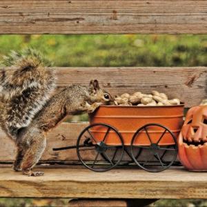 Autumn Squirrel