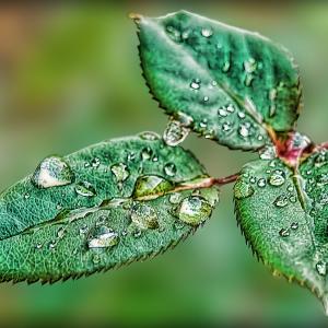Phycodelic Nature