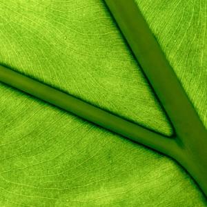 Green Highways