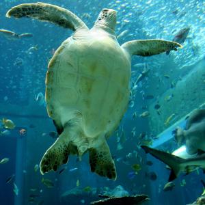Magnificiant Turtle