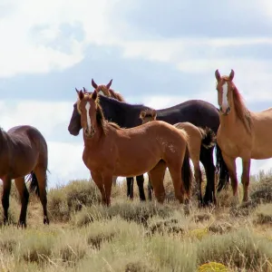 Red Desert Mustangs