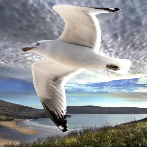 GULL
