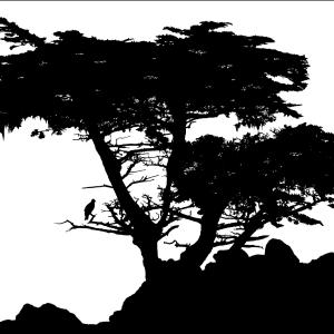 Lone Cypress