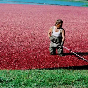 Harvesting the Berries