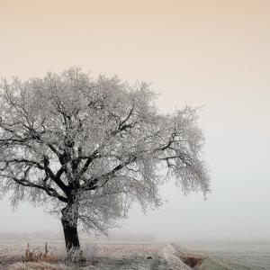 Dreamtree