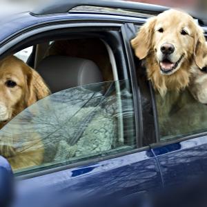 Out for a Drive