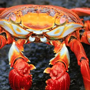 Sally Lightfoot Crab