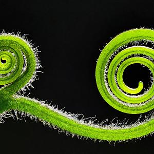 unfurled