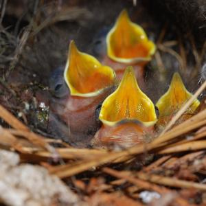 Singing  for food