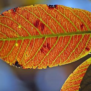 Leaf Colors