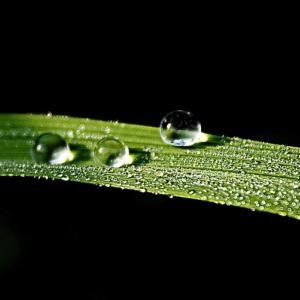 Dew