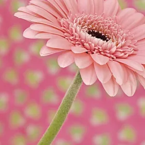 pink-green on pink-green