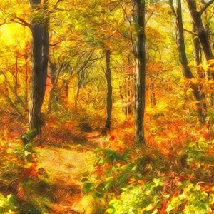 Autumn Wood