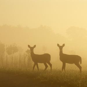Spring Fawns