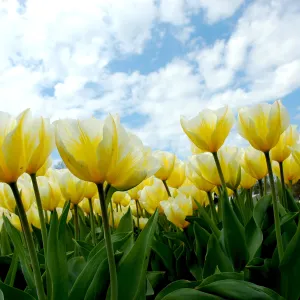 Yellow Tulips