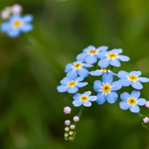 Blue Flowers, Little Bug