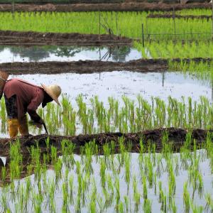 Planting Wet Padi